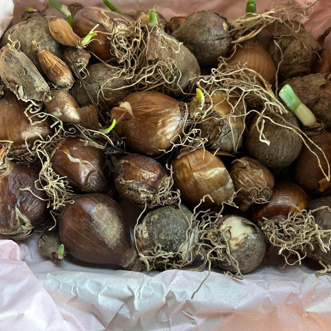 本日発売】新作ブラウス❤︎ | emiriawiz新宿 店舗スタッフBlog バイ